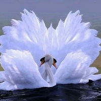 Наташа Тимошенко | 