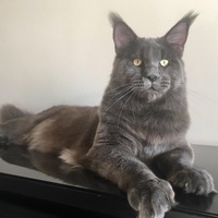 Алексей Фокин