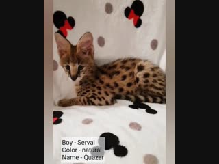 Boy #kitten #Serval for sale