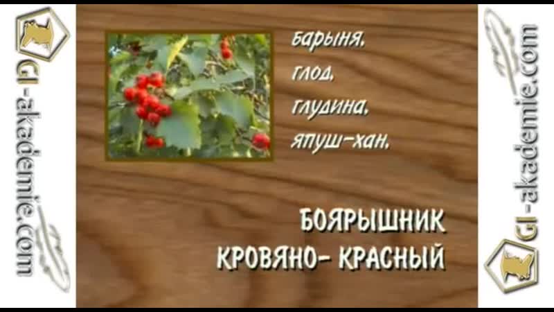 003 - Лечебные растения