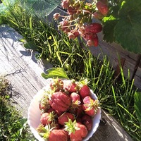 Наталья Рожкова