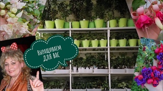 #фуксия #пеларгония #комнатныецветы Цветы на продажу.