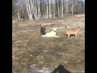 Видео от Фрэнка Сенатора