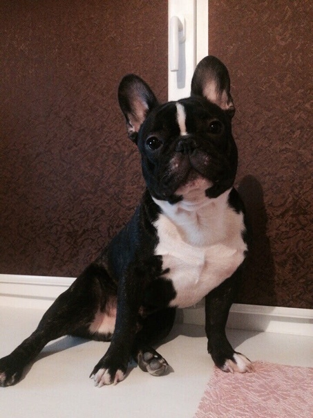 Питомцы рославля