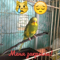 Михаил Шуклин | Вичевщина