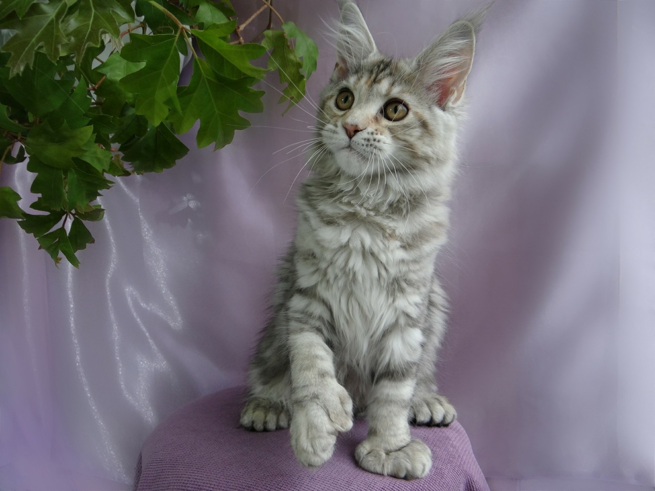 Maine coon black tabby blotched. Мейн кун 7 месяцев. Котята мейн кун в донецке. Ярославль кун. Мистер дикси кот мейн кун.
