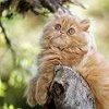 Аватар: Ира Севрук