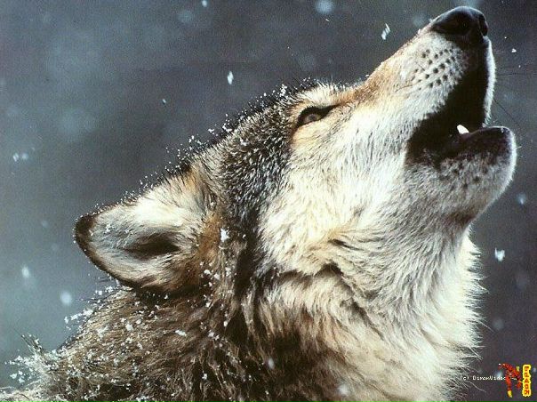 №63, Светлана Михайлюк, 39 лет, Винница №63, Светлана Михайлюк, 39 лет, Винница