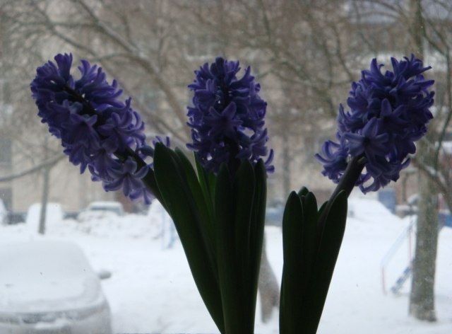 Любовь Иванова-Кудинова | Харьков