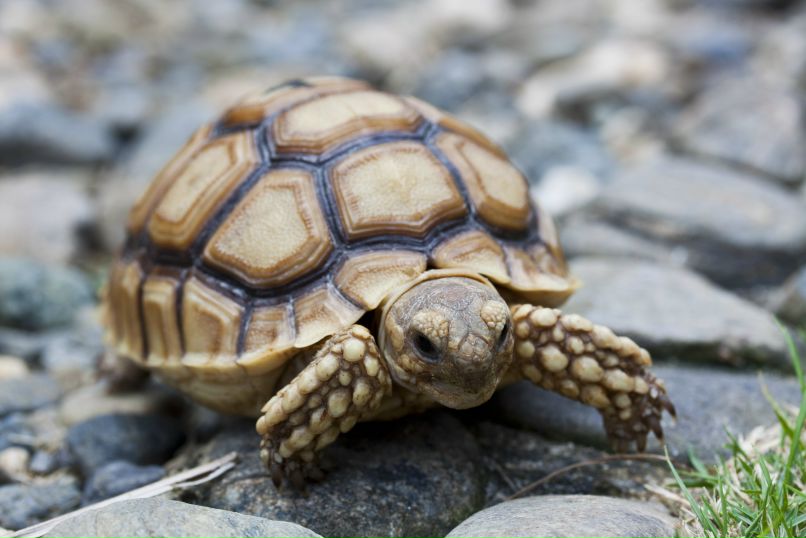 Евгений Пятигорский | Москва