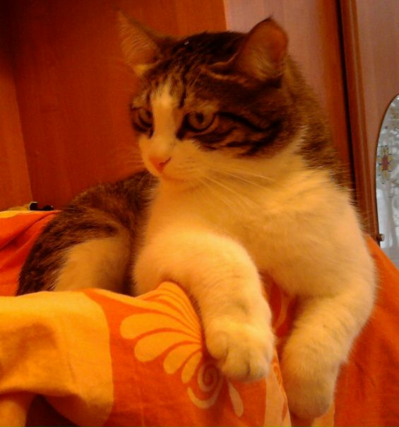 №8, Киня Котёнок №8, Киня Котёнок