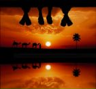Фотография Толяне Коваленыч