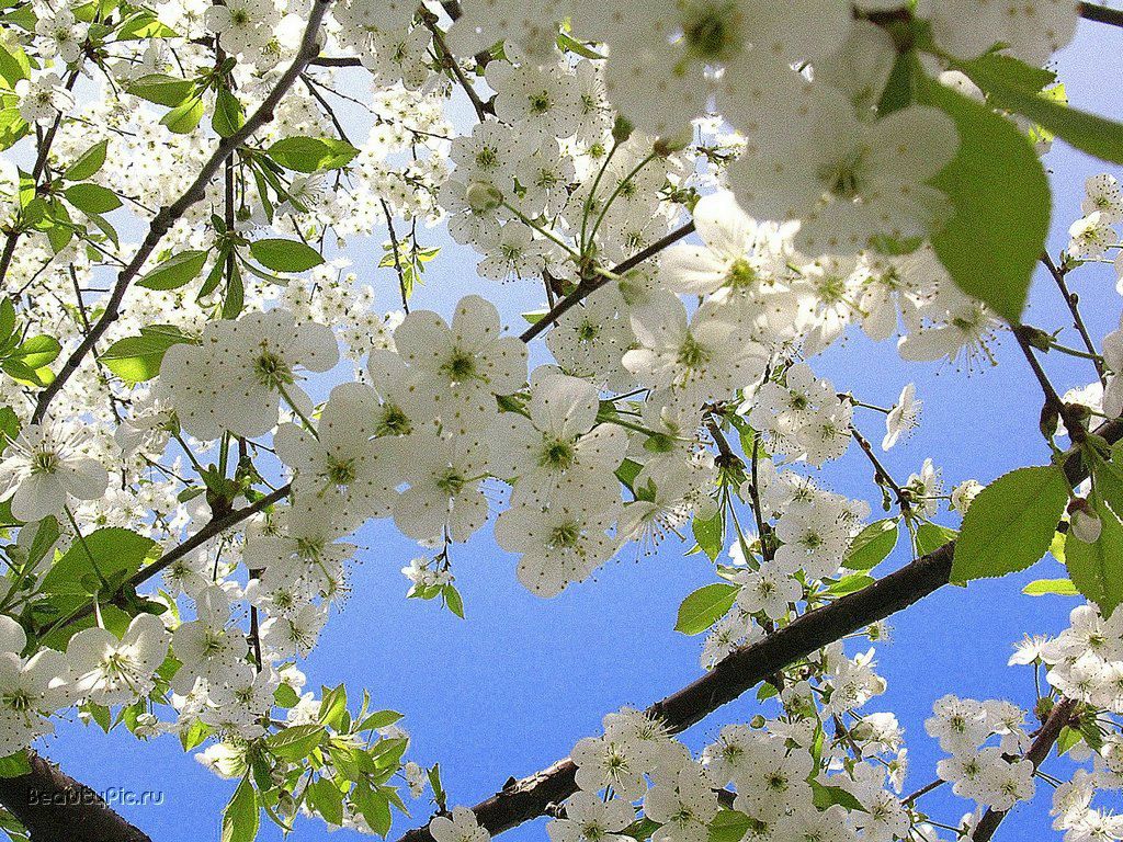 Диана Кинцова | Москва