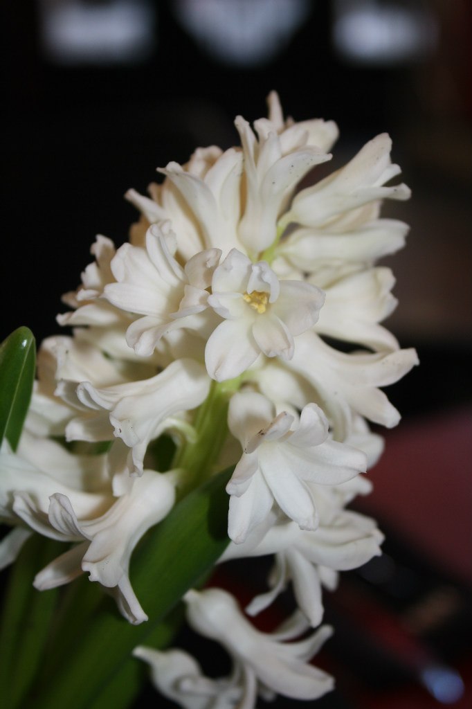 Veronika Bogomolova | Санкт-Петербург