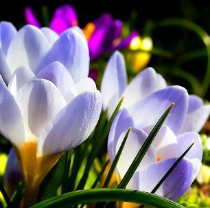 Ирина Верлюг | 