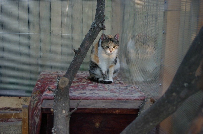 Анна Аносова Александровна | Москва