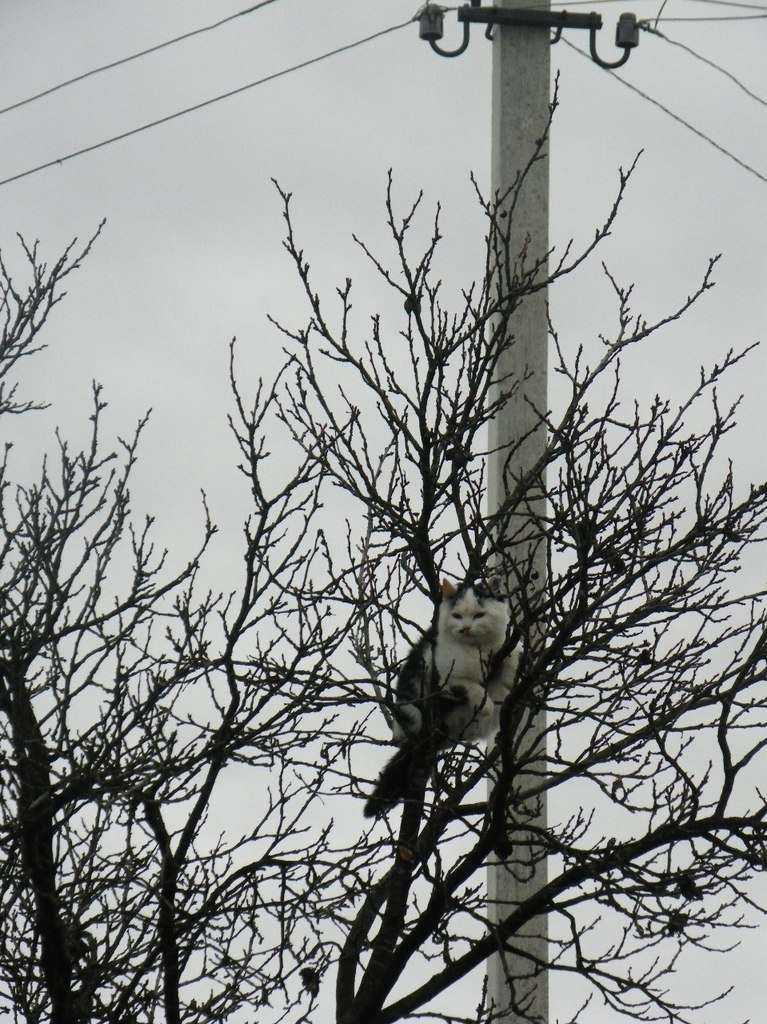 Тайла Михайлова | Ивано-Франковск