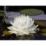 №27, Оксана Романова №27, Оксана Романова