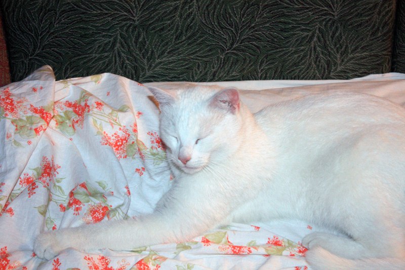 Сергей Рыжов | Санкт-Петербург