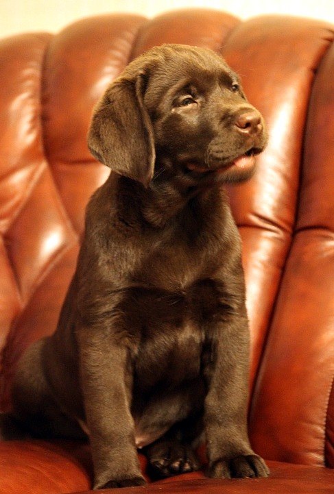 Виктория Емельянова | Москва