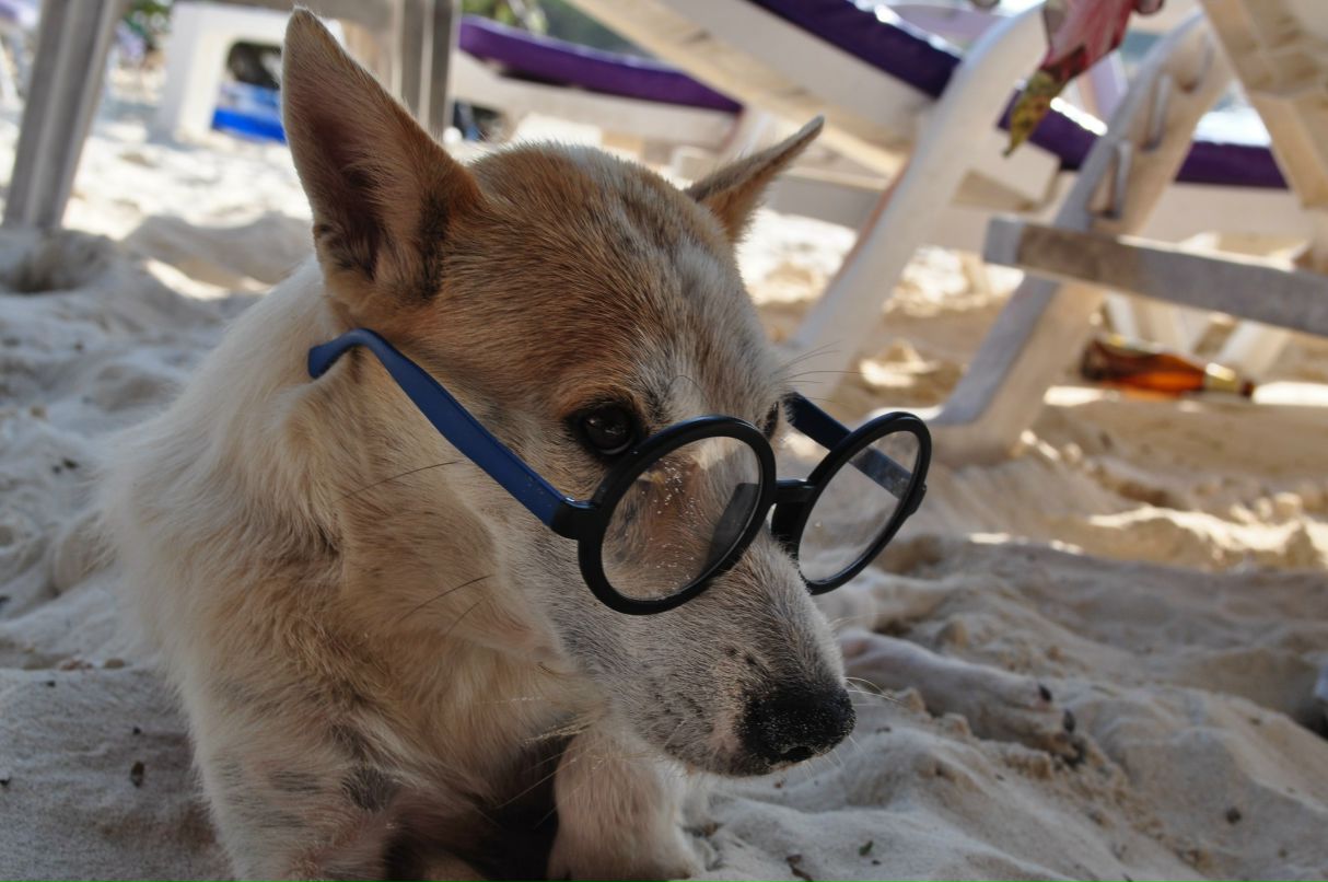 Дима Пискунов | 