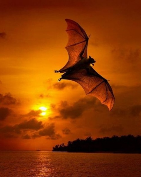 №68, Мефисто Каверина, Севастополь №68, Мефисто Каверина, Севастополь