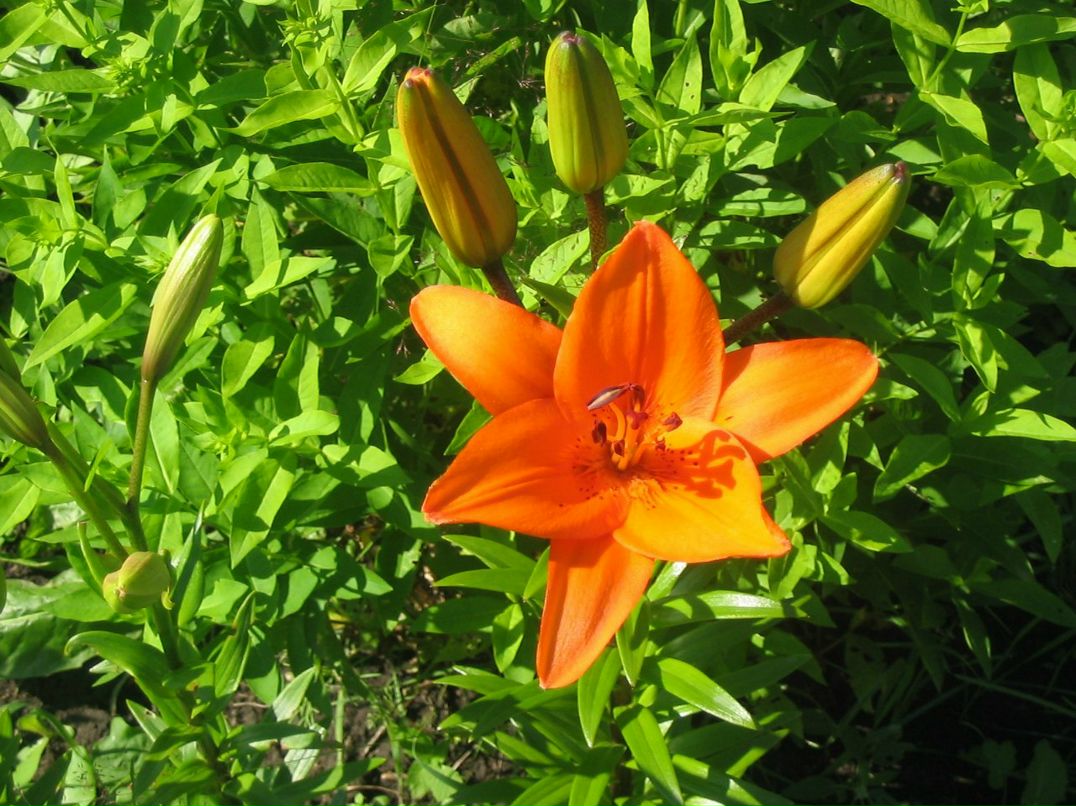 Сергей Каравайный | Нижнебаканская