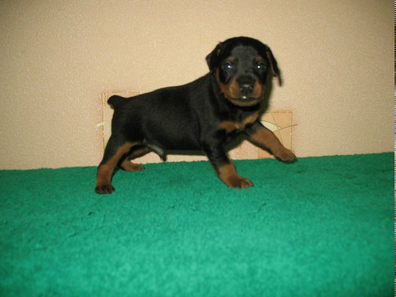 Светлана Власова | Новосибирск