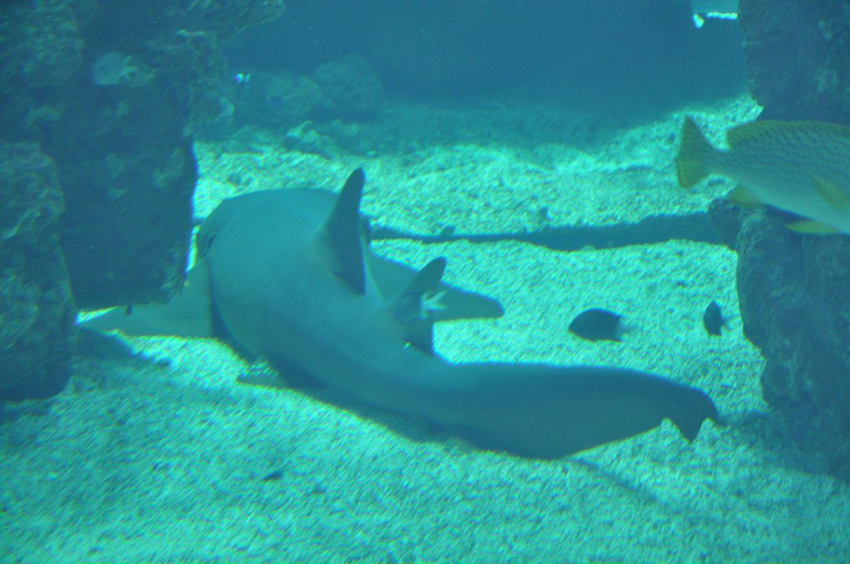 Ольга Асина | 