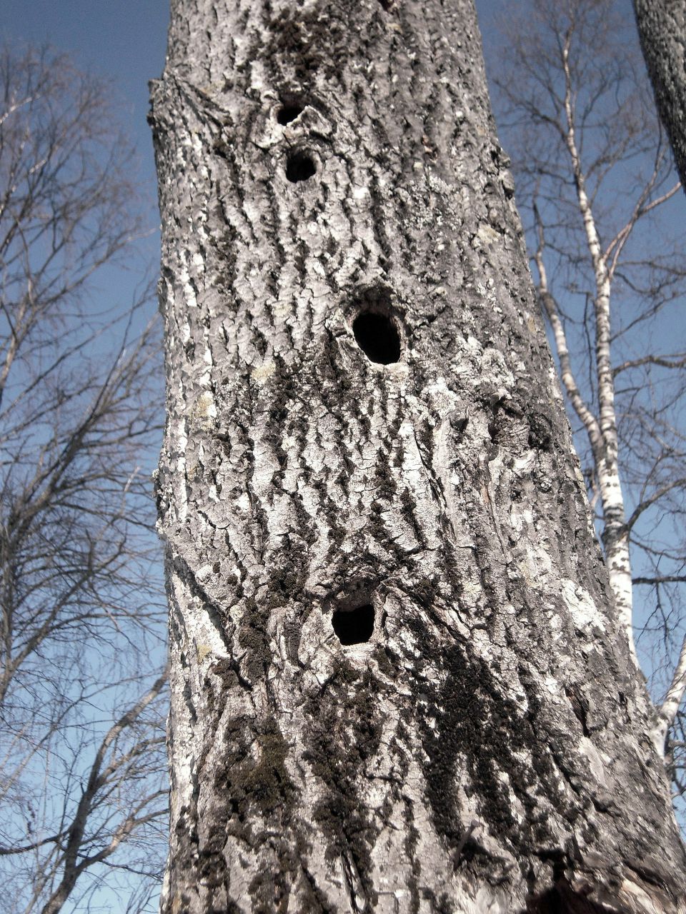 Алексей Ермолаев 157 | Северодвинск