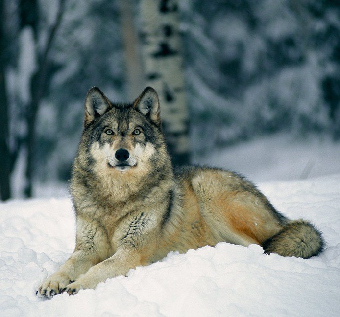 Александр Проценко | Киев