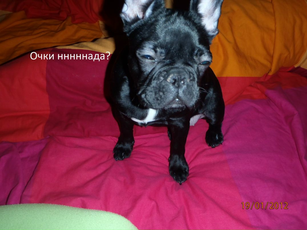 Игорь Санаев | West Hollywood