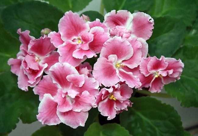 Елена Власова | Санкт-Петербург