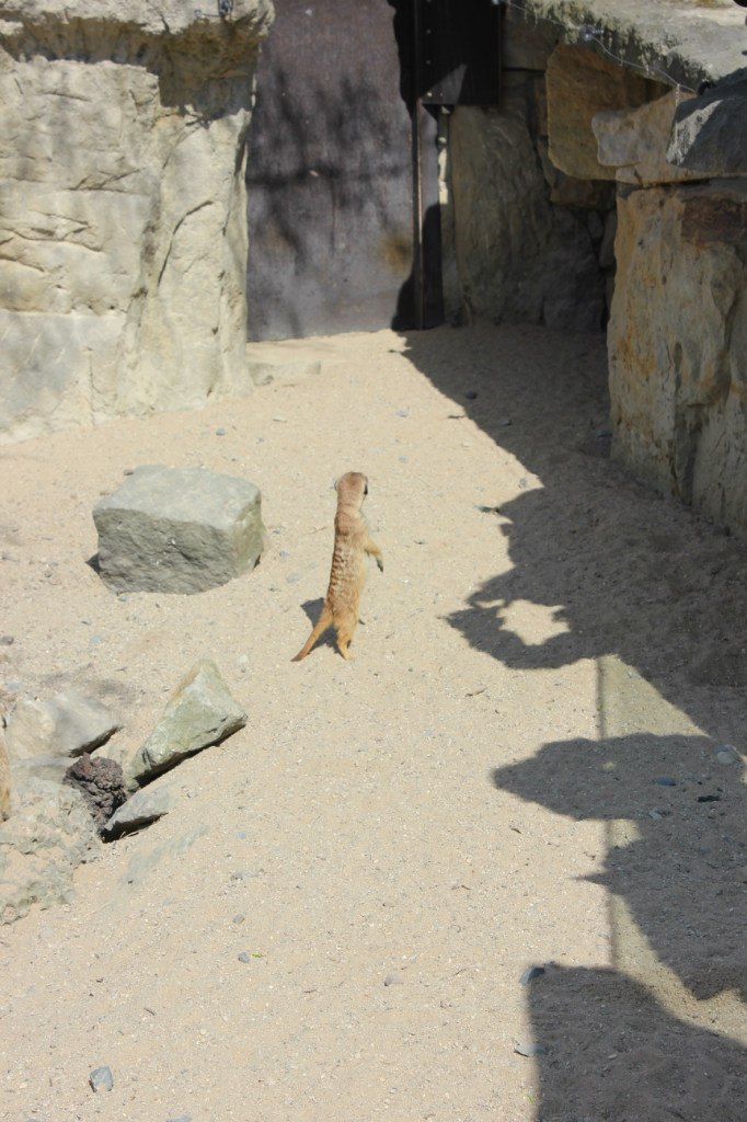 Кирилл Смирнов | Санкт-Петербург