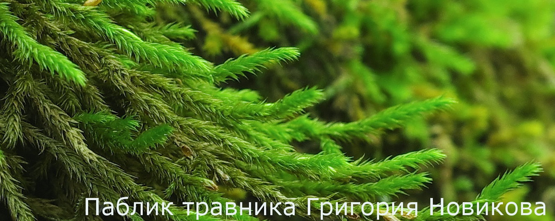 Крифея амурская - победи панкреатит! | Крифея Амурская. 2025 | ВКонтакте