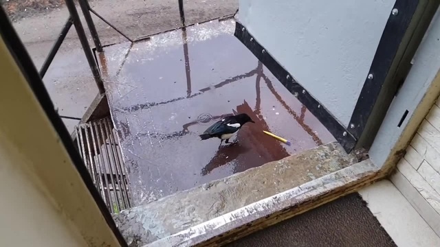 Jopa с ручкой.