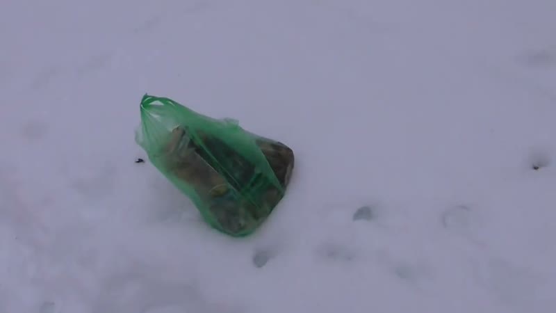 охота на енота на приваде (досадный