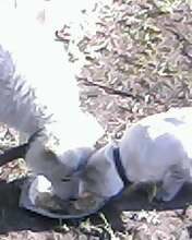 Валентина Дмитриева | Коряжма