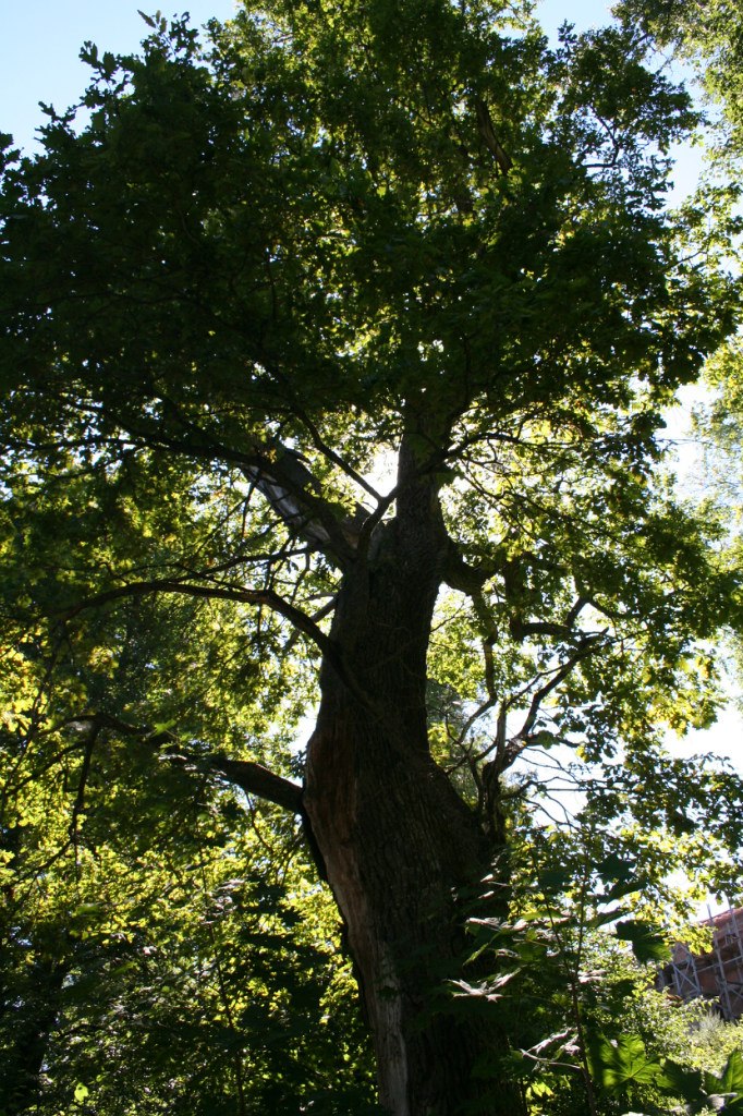 Михаил Бельский | Санкт-Петербург