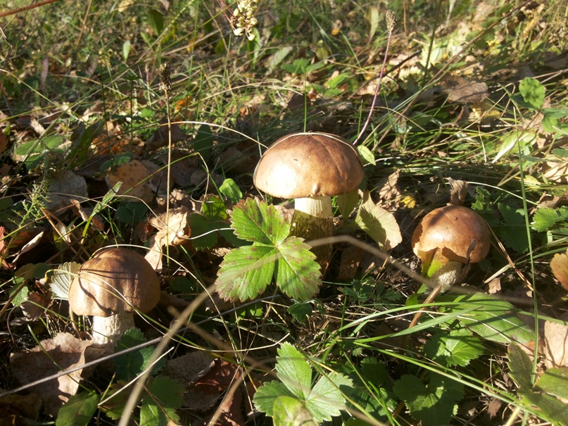 Наталья Веретенникова | Голышманово (поселок)