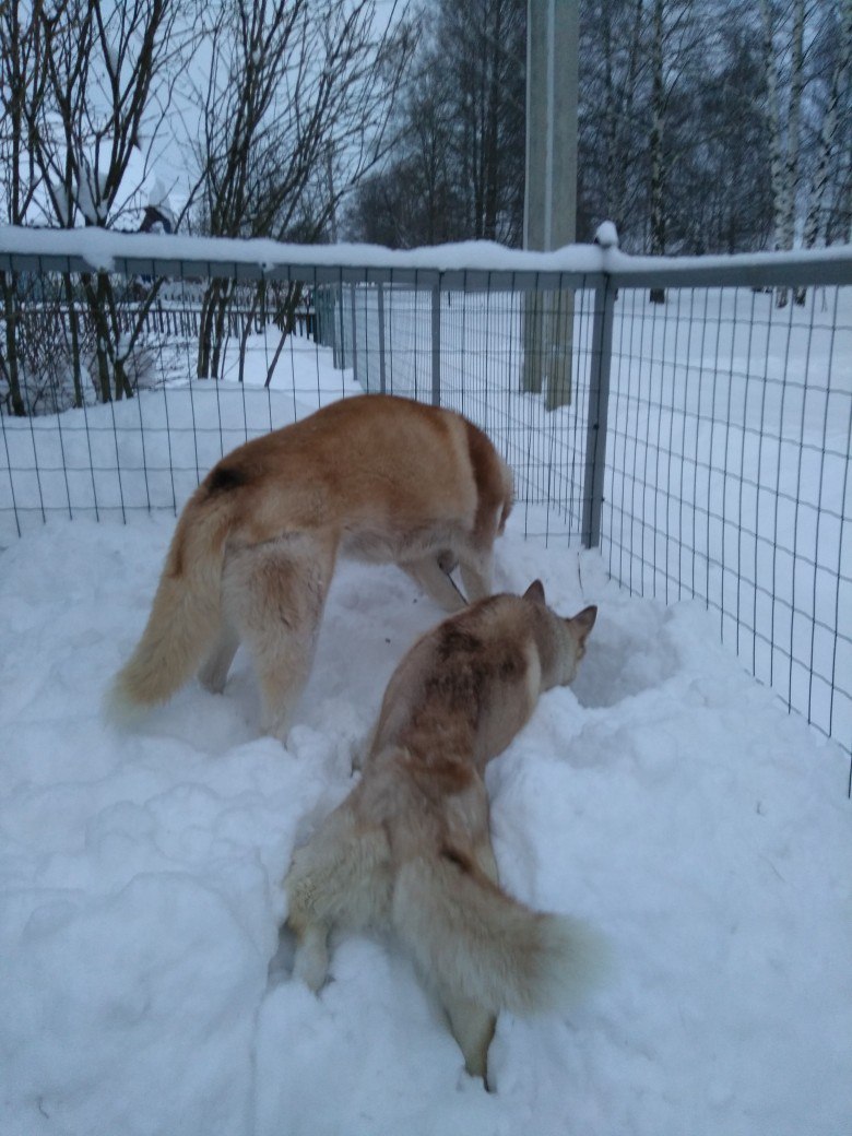 Тёма Андреев | Клин