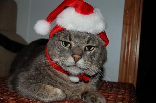 Дмитрий Мошаров | Санкт-Петербург