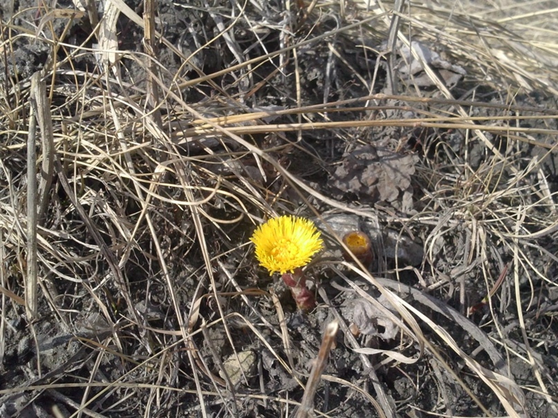 Николай Василевский | Миасс