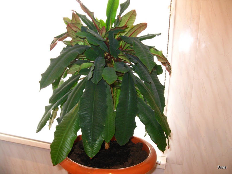 Элина Керимова | Тихвин