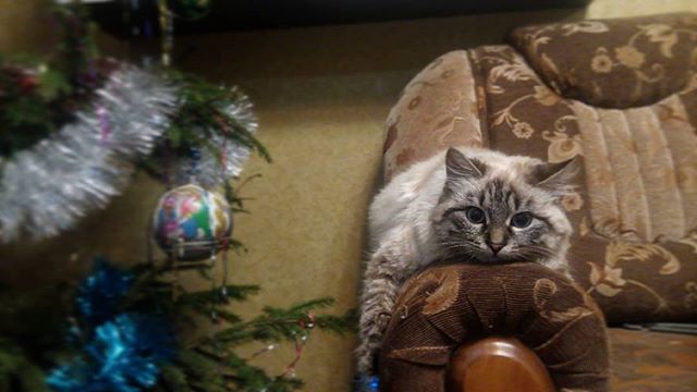 Оля Полякова |