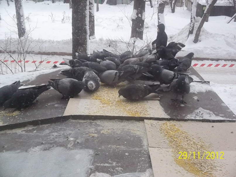 Илья Притчин | Новосибирск