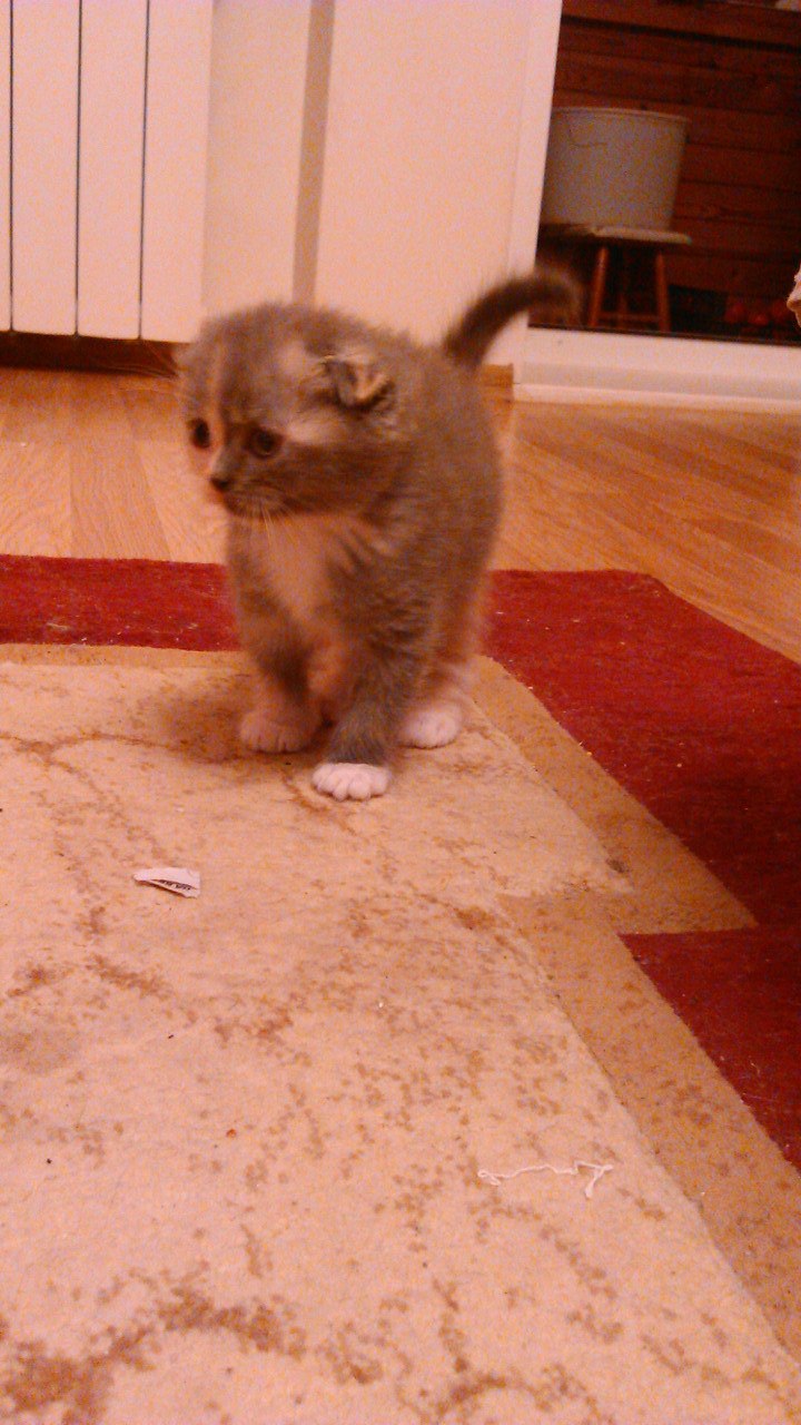 Татьяна Костенко Romashka | Ступино