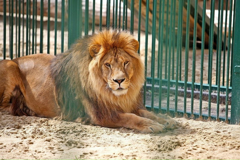Зоопарки "За" или "Против" НищаяЯ Дзен