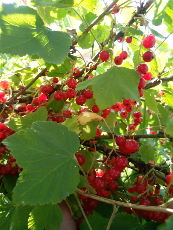 Наталья Рукина | Санкт-Петербург