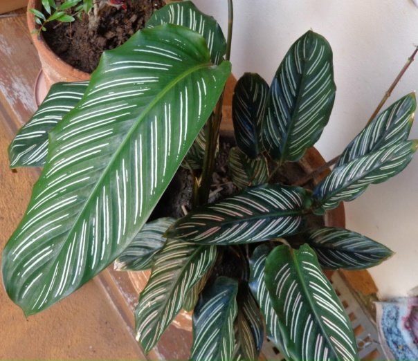 Марантовые комнатные растения фото и названия уход Марантовые комнатные растения фото и названия уход